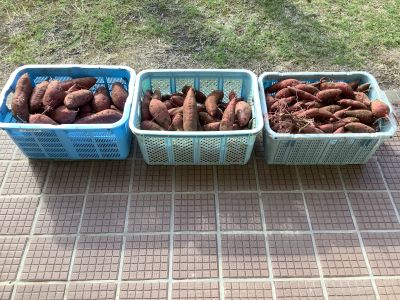 収穫したさつまいも