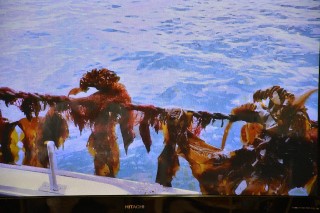 0224wakame2.jpg