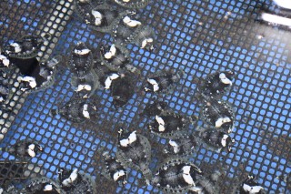 0708fish1-2.jpg