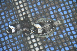 0708fish11.jpg