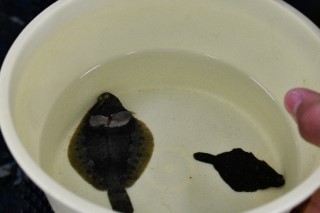 0708fish6.jpg