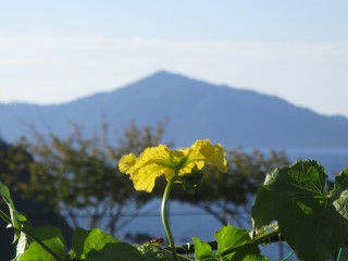 IMG_8101hana1.jpg
