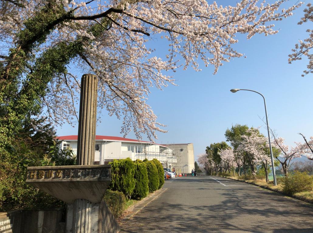 校舎桜