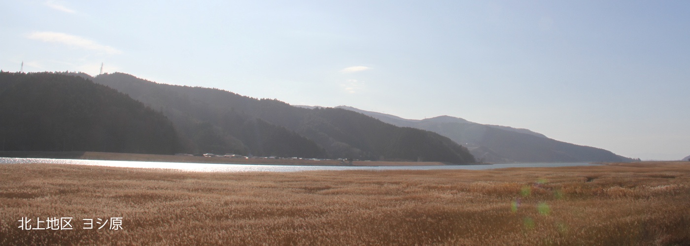 ヨシ原の画像