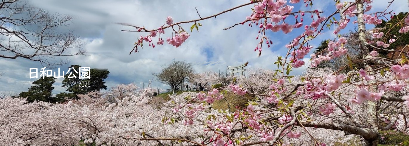 日和山の桜の画像