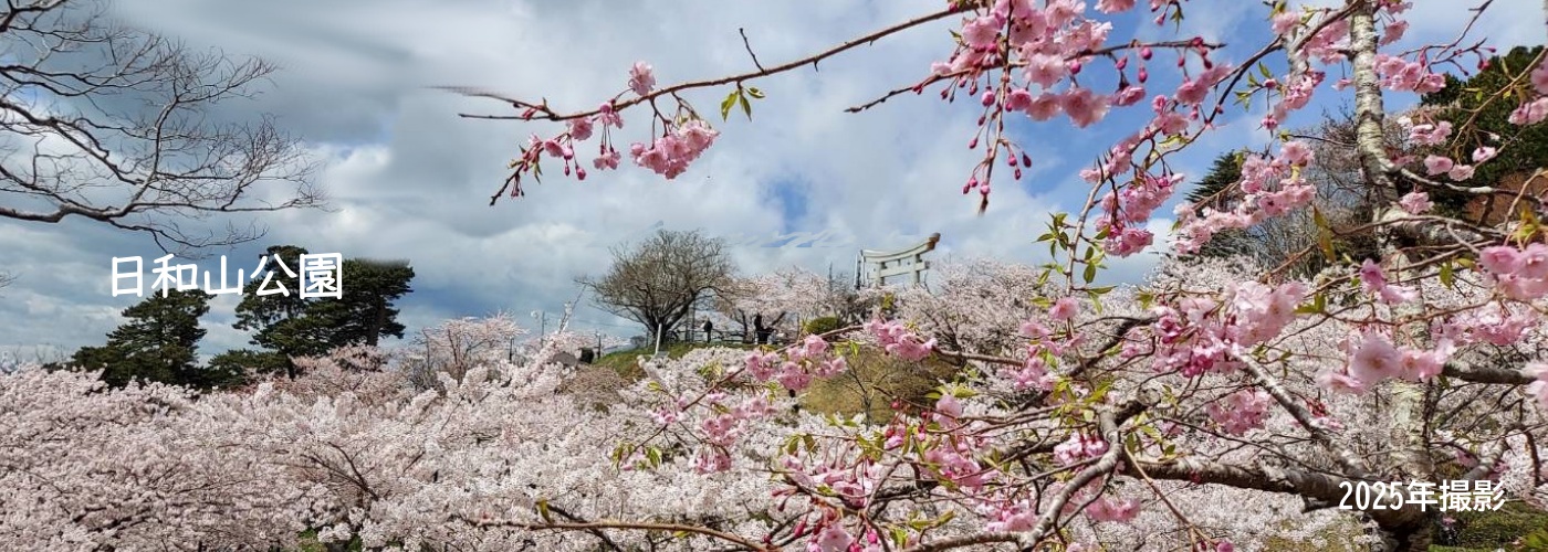 日和山の桜の画像