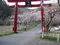 旭山大鳥居