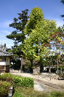 箱泉寺の大銀杏
