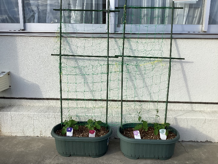 緑のカーテン設置完了