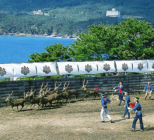 金華山黄金山神社 神鹿角切り行事祭
