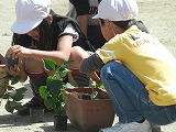 緑化運動3の画像