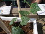 ヘチマ栽培3の画像