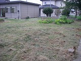 中庭の草刈り2の画像